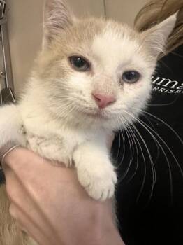 Domestic Short Hair Cats Available for Adoption in West Chester, Pennsylvania - Grapefruit | PetCurious