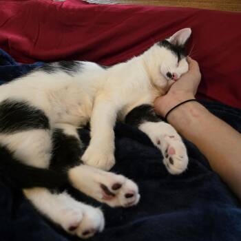 Domestic Short Hair Cats Available for Adoption in Wilmington, North Carolina - Sarge | PetCurious