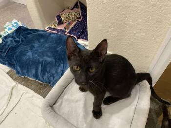 Domestic Short Hair Cats Available for Adoption - Nick | PetCurious