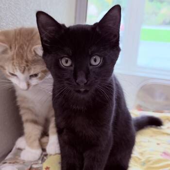 Kitty Minaj -  Domestic Short Hair Cat for Adoption in Amsterdam, New York - Kitty Minaj | PetCurious
