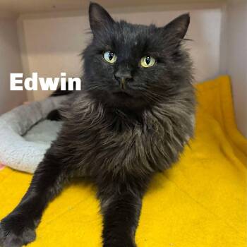 Rescue Domestic Long Hair Cats for Adoption in Gladstone, Michigan - Edwin 250995 | PetCurious