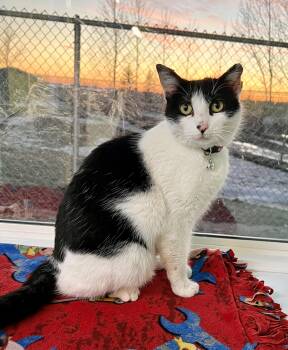 Domestic Short Hair Cats Available for Adoption - Morgan | PetCurious