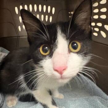 Mr.Baby -  Domestic Short Hair Cat for Adoption in Milton, Florida - Mr.Baby | PetCurious