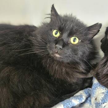 Ollie -  Domestic Short Hair Cat for Adoption in Lakewood, Colorado - Ollie | PetCurious