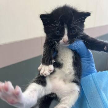 Geoffrey -  Domestic Short Hair Cat for Adoption in Chicago, Illinois - Geoffrey | PetCurious