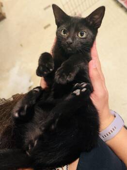 Phoebe CM 10/25 -  Domestic Short Hair and Bombay Cat for Adoption - Phoebe CM 10/25 | PetCurious