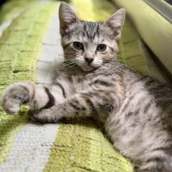 Domestic Short Hair Cats Available for Adoption in Fishers, Indiana - Mothra | PetCurious
