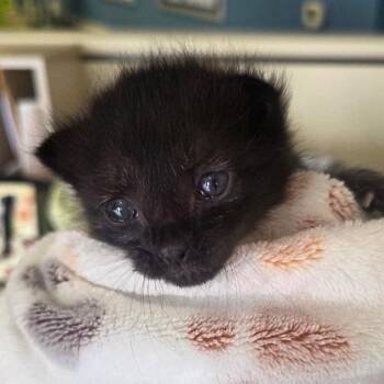 Kodi -  Domestic Short Hair Cat for Adoption in Westminster, California - Kodi | PetCurious
