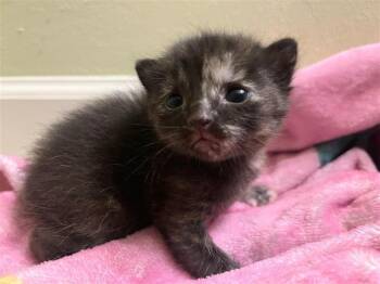 Domestic Short Hair Cats Available for Adoption - Minestrone | PetCurious