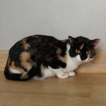 Isla C69425 -  Domestic Short Hair Cat for Adoption in Minnetonka, Minnesota - Isla C69425 | PetCurious