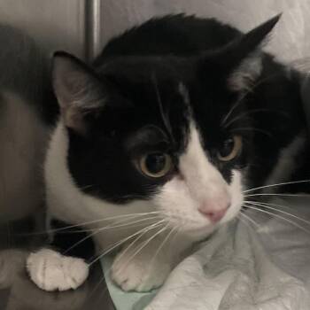 Max -  Domestic Short Hair Cat for Adoption in Union, Missouri - Max | PetCurious