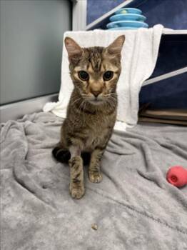 COCA-COLA -  Domestic Short Hair Cat for Adoption in Loveland, Colorado - COCA-COLA | PetCurious