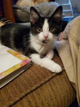 Rescue Domestic Short Hair Cats for Adoption in Aurora, Indiana - Kittiez : Zeta | PetCurious