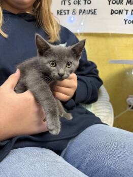 Grey (Courtesy Post) -  Domestic Short Hair Cat for Adoption in San Jose, California - Grey (Courtesy Post) | PetCurious