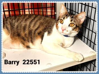 BARRY(ALSO SEE TRAVELERS & DAVID) -  Domestic Short Hair Cat for Adoption in Marietta, Georgia - BARRY(ALSO SEE TRAVELERS & DAVID) | PetCurious