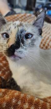 Rescue Siamese and Domestic Short Hair Cats for Adoption in Austin, Texas - Sockz | PetCurious