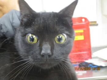 Rescue Domestic Short Hair Cats for Adoption in Marietta, Georgia - (617) | PetCurious