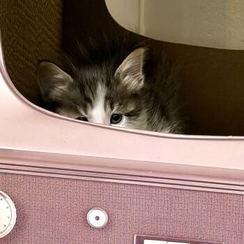 Domestic Short Hair Cats Available for Adoption in Austin, Texas - Ricecrispy Meowshmallow Treat 2 | PetCurious