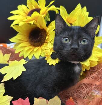 Oso -  Domestic Short Hair Cat for Adoption in Huntington Beach, California - Oso | PetCurious