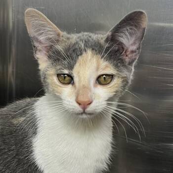 Butterfinger -  Domestic Short Hair Cat for Adoption in Palm Springs, California - Butterfinger | PetCurious