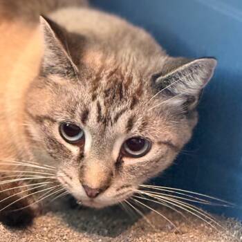 Rescue Siamese Cats for Adoption in West Des Moines, Iowa - Filo | PetCurious