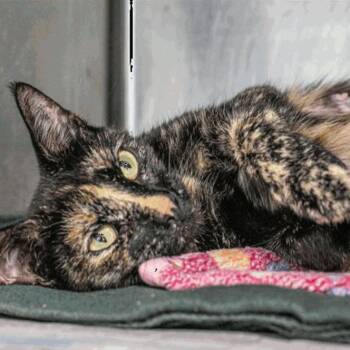 Domestic Short Hair Cats Available for Adoption in New York, New York - Peggy | PetCurious