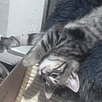 Domestic Short Hair Cats Available for Adoption in Austin, Texas - Licorice 6 | PetCurious