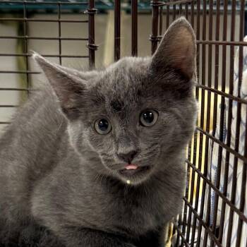 Remi -  Domestic Short Hair Cat for Adoption in Las Cruces, New Mexico - Remi | PetCurious