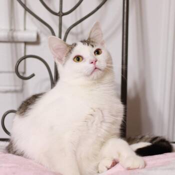 Patrick (Bonded to Sporty) -  Domestic Short Hair Cat for Adoption in Richmond, Kentucky - Patrick (Bonded To Sporty) | PetCurious