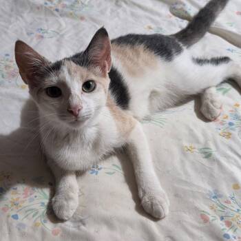 Missy -  Domestic Short Hair Cat for Adoption in Jupiter, Florida - Missy | PetCurious