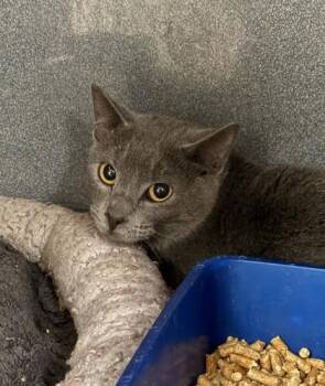 Domestic Short Hair Cats Available for Adoption - Rupaw | PetCurious