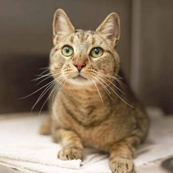Ramsey -  Domestic Short Hair Cat for Adoption in Atlanta, Georgia - Ramsey | PetCurious