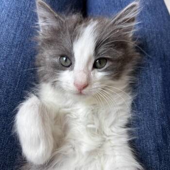 Domestic Short Hair Cats Available for Adoption in Redwood City, California - Pepsi (orange) | PetCurious