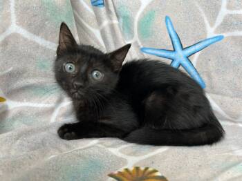 Jetty -  Domestic Short Hair Cat for Adoption in Corpus Christi, Texas - Jetty | PetCurious