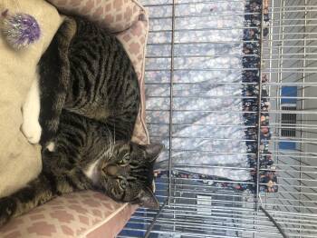 Mowgli -  Domestic Short Hair Cat for Adoption in Parma, Ohio - Mowgli | PetCurious
