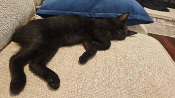 Tailgate -  Domestic Short Hair Cat for Adoption in Milltown, New Jersey - Tailgate | PetCurious