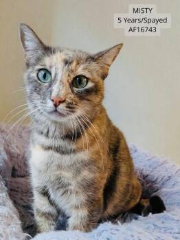 Misty -  Domestic Short Hair Cat for Adoption - Misty | PetCurious