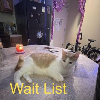Inferno -  Domestic Short Hair Cat for Adoption in Livingston, Texas - Inferno | PetCurious