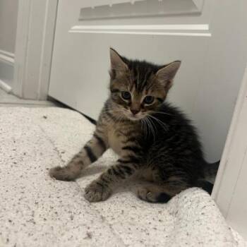 Naveen -  Domestic Short Hair Cat Available for Adoption in Mebane, North Carolina - Naveen | PetCurious