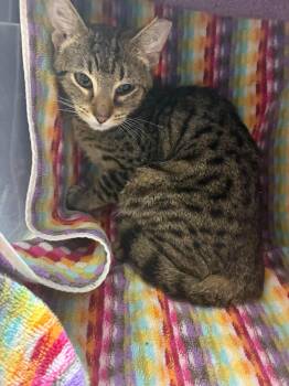 Orchid -  Domestic Short Hair Cat for Adoption in Cleveland, Ohio - Orchid | PetCurious