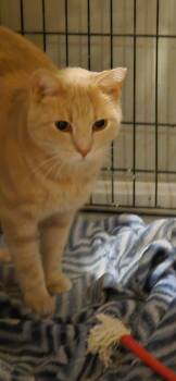 Milo -  Domestic Short Hair Cat for Adoption in Salem, New Hampshire - Milo | PetCurious