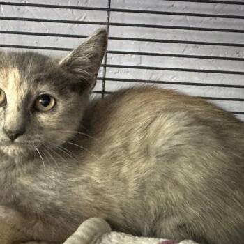 Baby Bon Bon -  Domestic Short Hair Cat for Adoption in Tipp City, Ohio - Baby Bon Bon | PetCurious