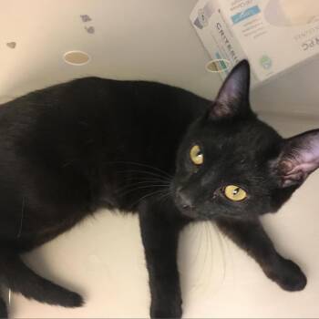 Andre the Giant -  Domestic Short Hair Cat for Adoption in Evansville, Indiana - Andre The Giant | PetCurious