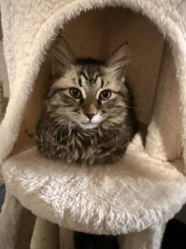 McIntosh -  Domestic Long Hair Cat for Adoption - McIntosh | PetCurious