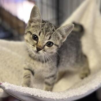 Wanda (Lily Beth) -  Domestic Short Hair Cat Available for Adoption in Fort Smith, Arkansas - Wanda (Lily Beth) | PetCurious