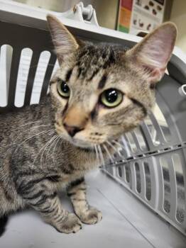 If 11 Sarabo -  Domestic Short Hair Cat for Adoption in Lawrenceville, Georgia - If 11 Sarabo | PetCurious