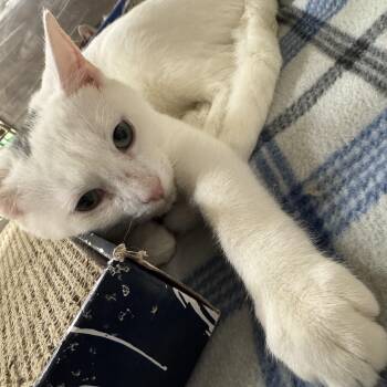 Rescue Domestic Short Hair Cats for Adoption in Gerrardstown, West Virginia - Cumulus | PetCurious