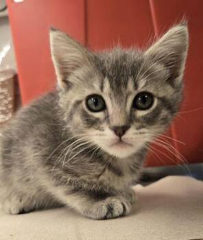 Emmy -  Domestic Short Hair Cat for Adoption in Fresno, California - Emmy | PetCurious