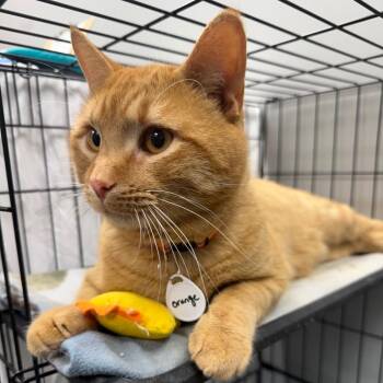 Domestic Short Hair Cats Available for Adoption in Normal, Illinois - Orange | PetCurious