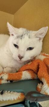 Vesta -  Domestic Short Hair Cat for Adoption in Scottsdale, Arizona - Vesta | PetCurious